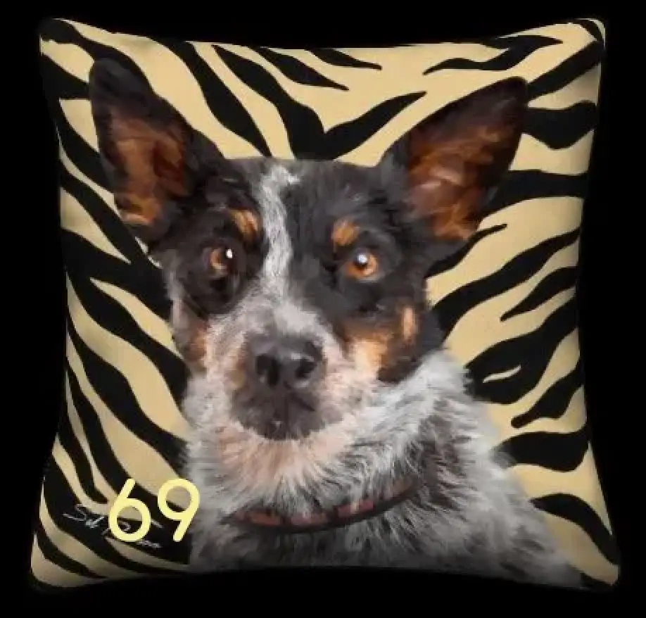 Blue Heeler