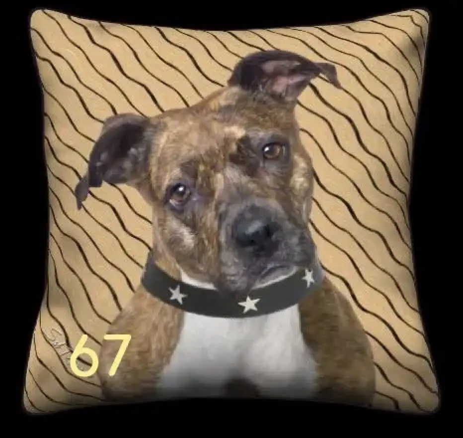 Brown Pitbull