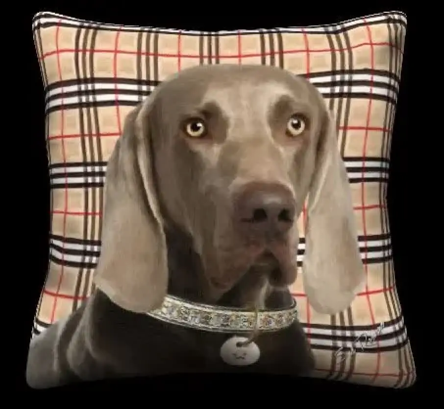 Weimaraner
