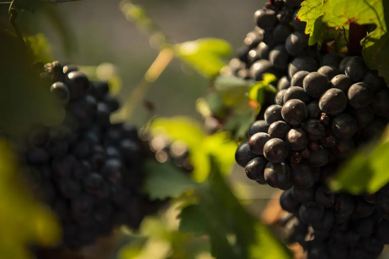 grapes on the vine close up