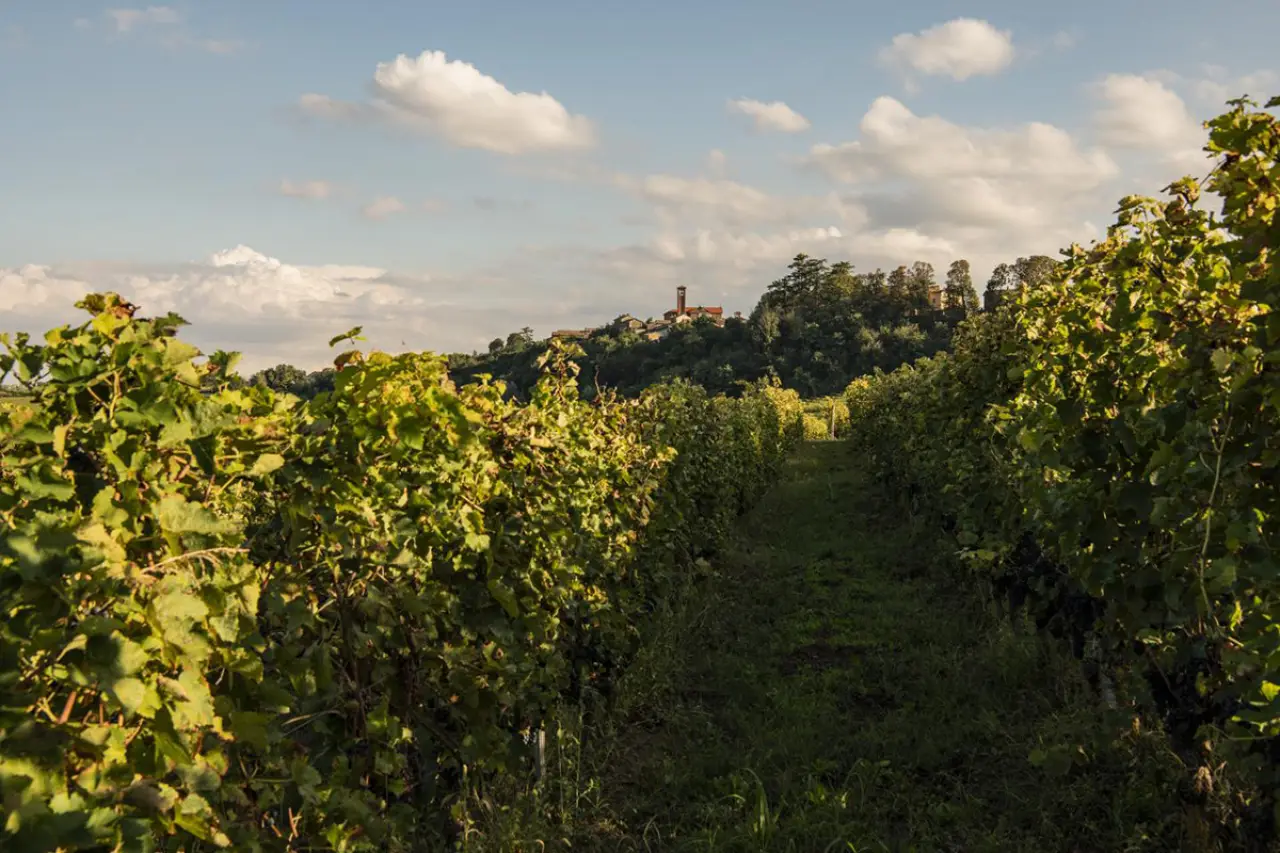 row in vineyard