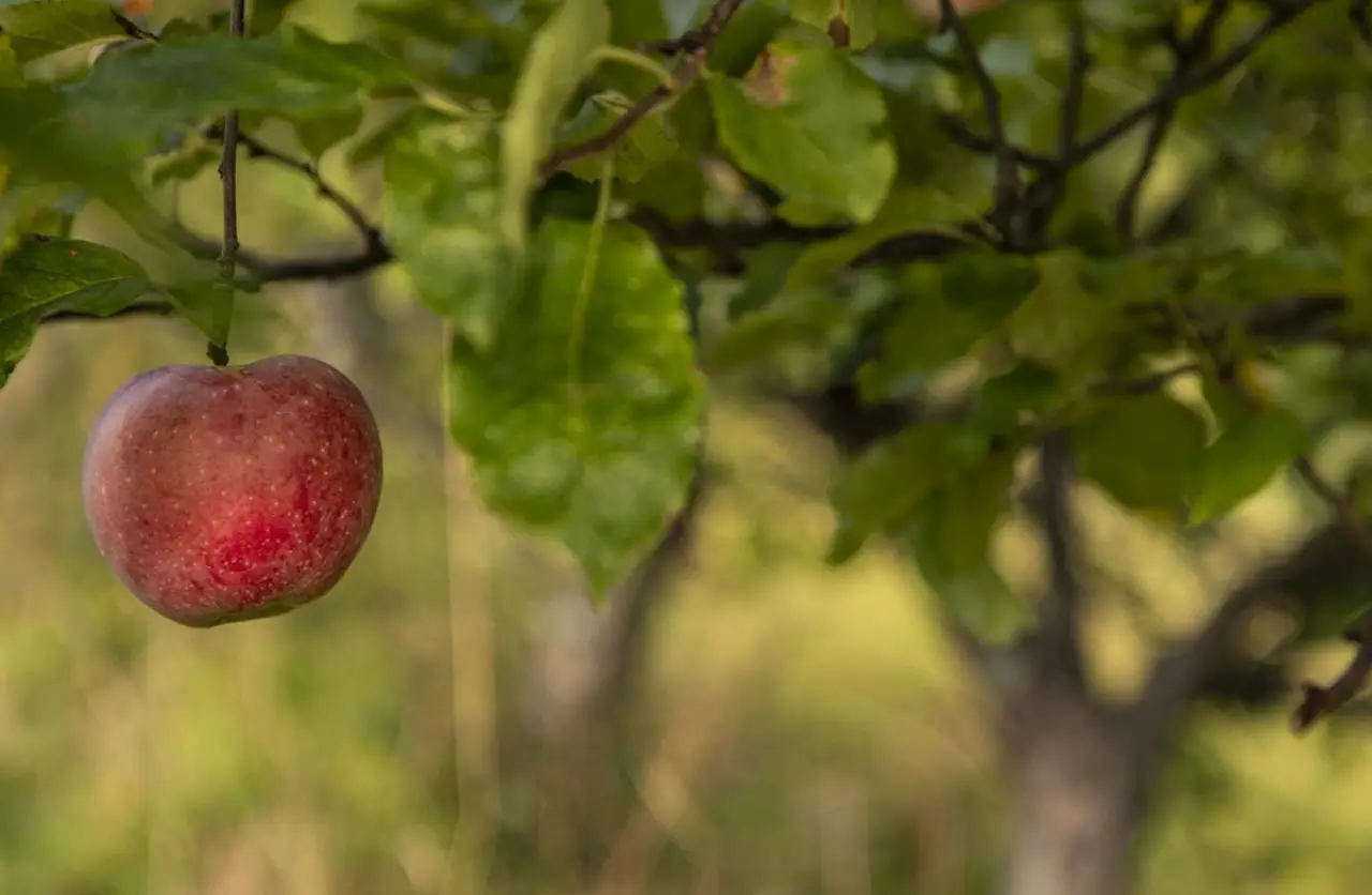 apple hanging from branch in orchard