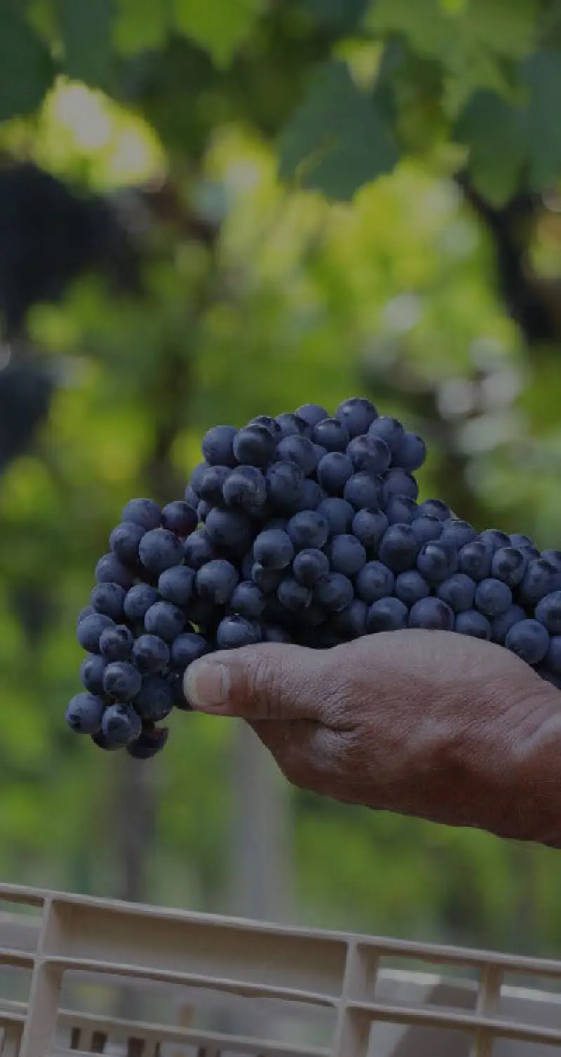 a hand holding a bunch of purple grapes in a vineyard