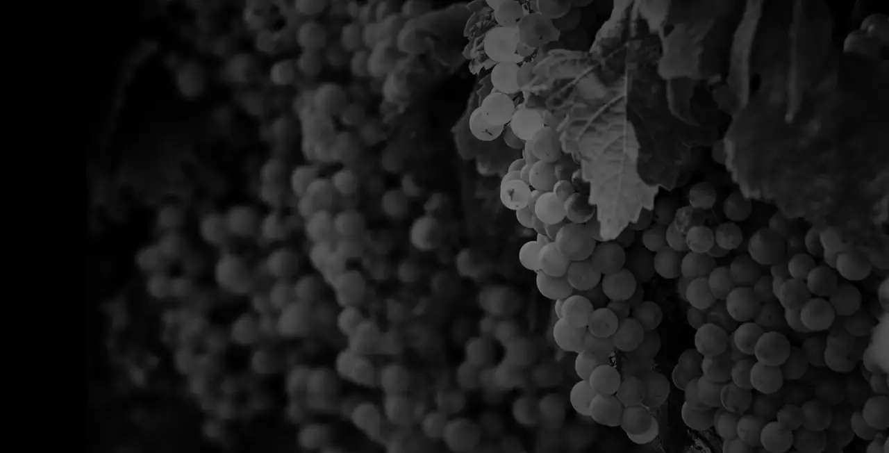 close-up of grape clusters and leaves in black and white