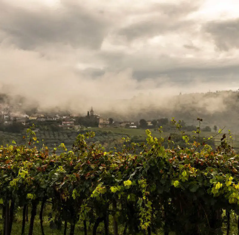 foggy hillside village with vineyards and lush greenery under a cloudy sky