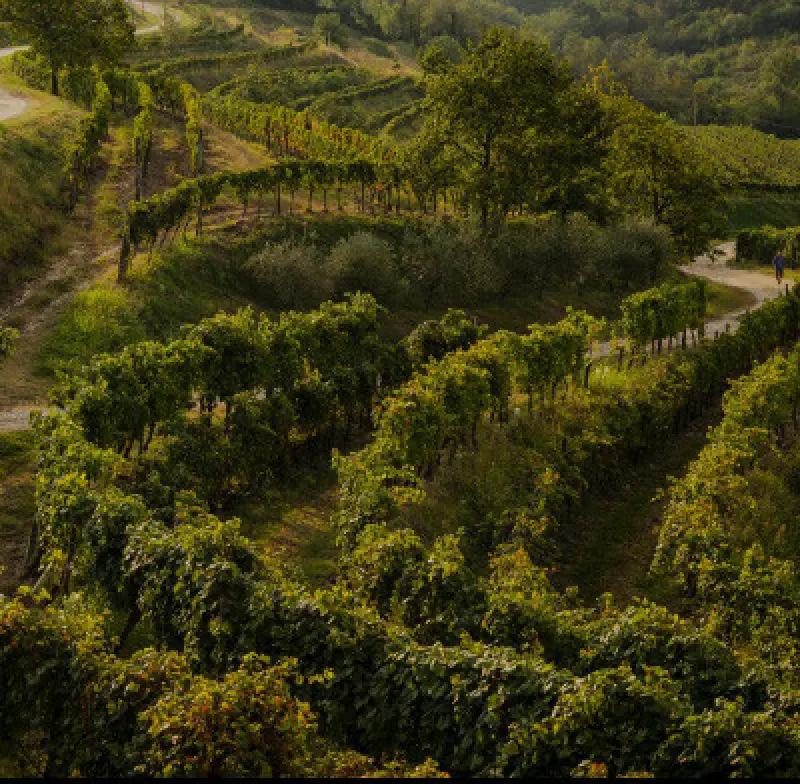hillside vineyard with winding paths and lush green vines under a partly cloudy sky
