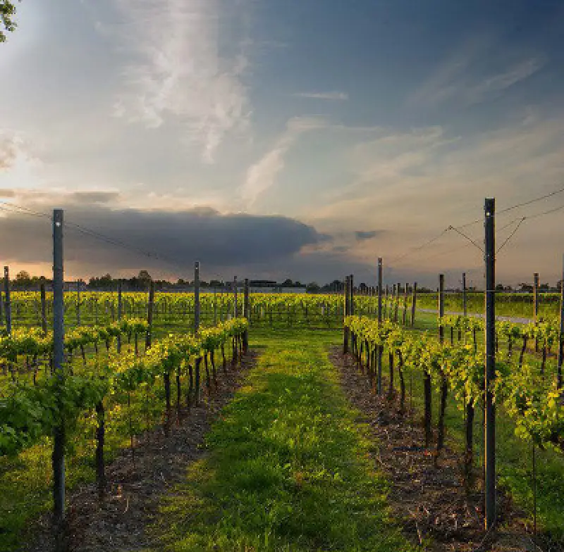 vineyard rows under a dramatic sky with clouds at sunset, featuring lush green grapevines