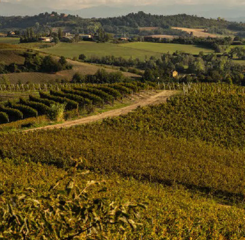 rolling hills with vineyards under a partly cloudy sky
