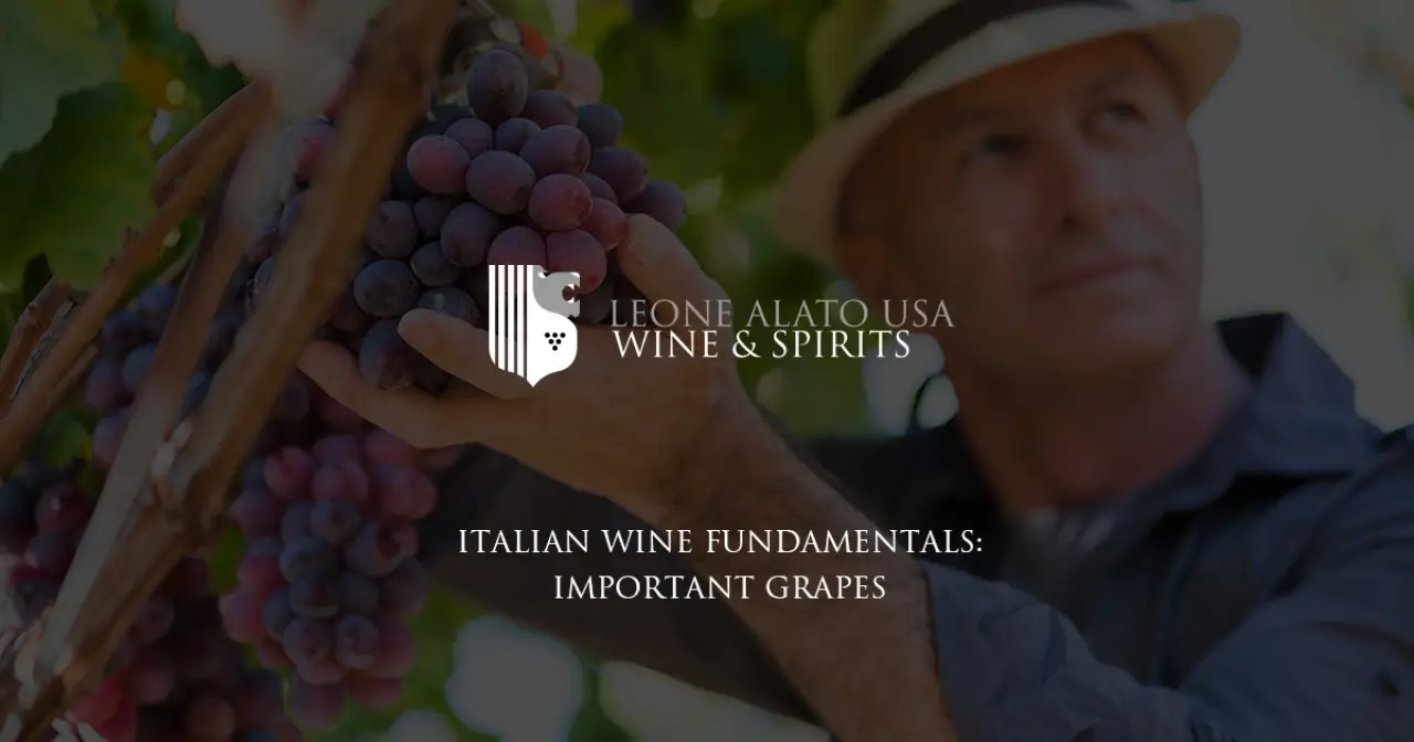 Man Picking Grapes for Italian Wine Making