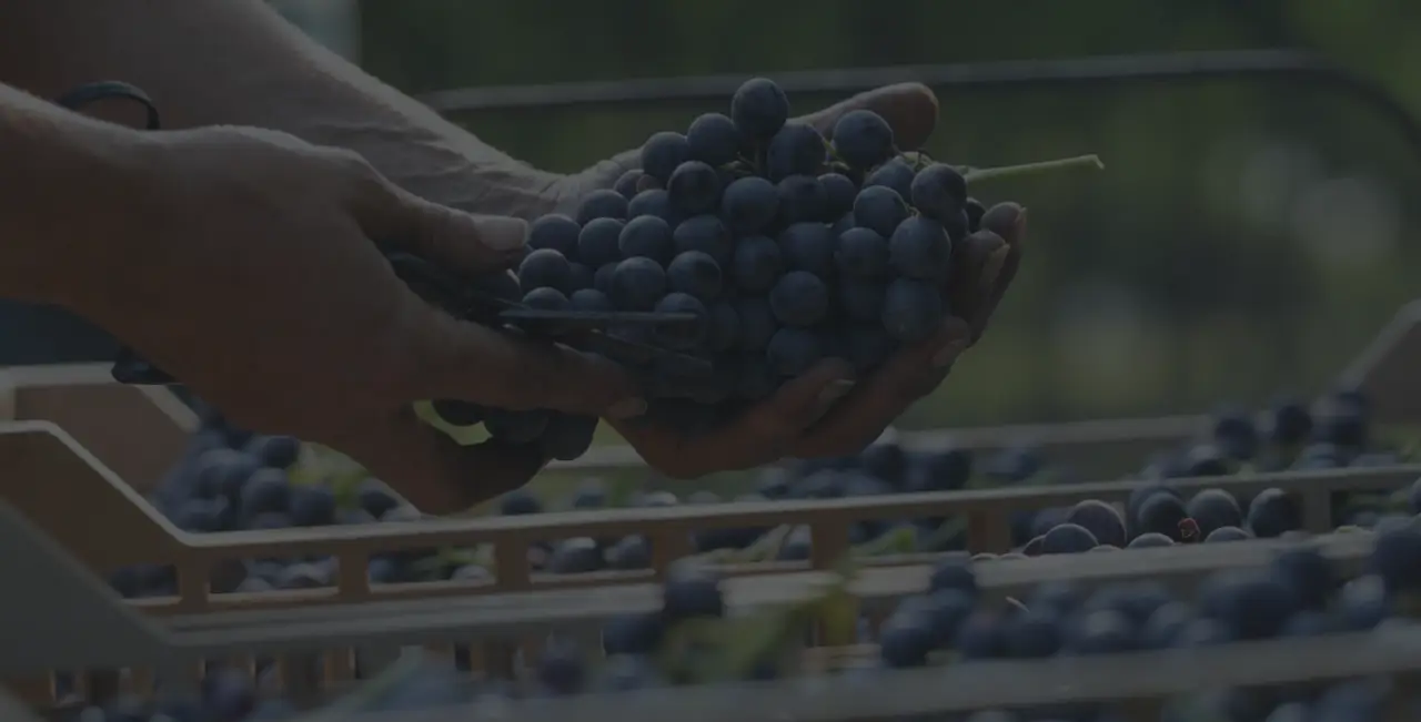 hands holding ripe grapes with crates of grapes in the background