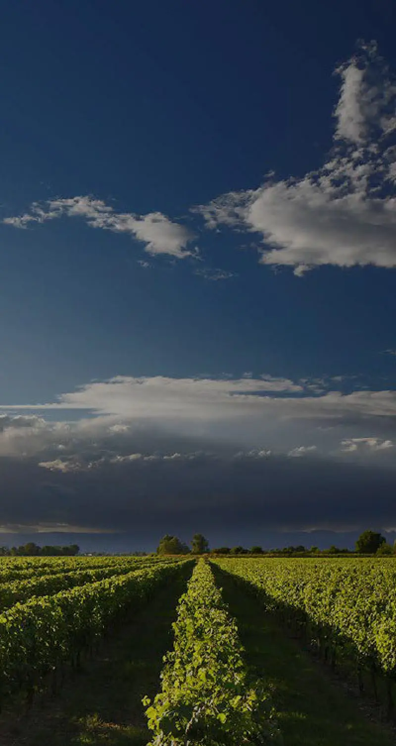 a lush vineyard under a dramatic cloudy sky with distant trees on the horizon