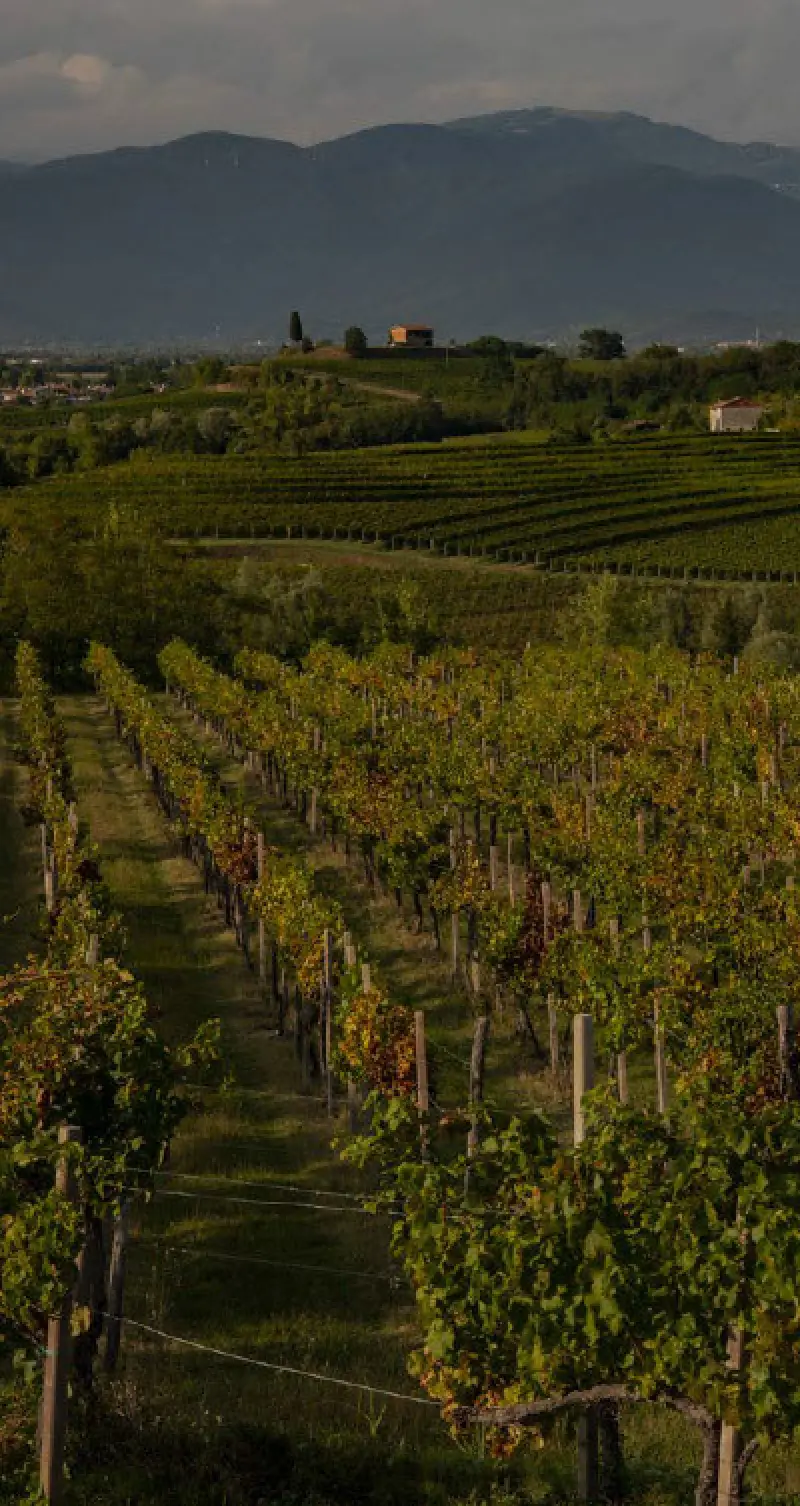 vineyard landscape with rolling hills and mountains in the distance under cloudy skies