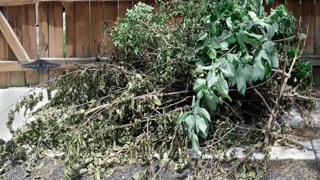 Pile of pruned branches and leafy yard waste beside a wooden fence.
