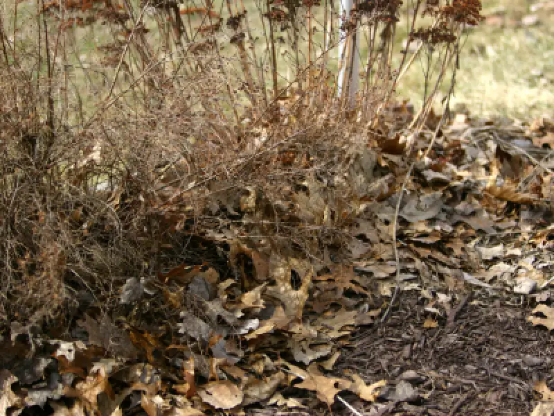 Dry leaves and plants on the ground before spring cleanup