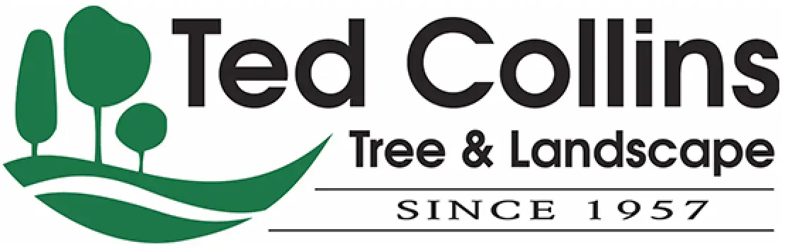 Ted Collins Tree and Landscape Logo