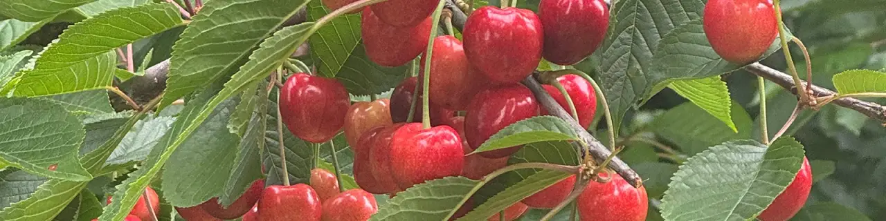 Fresh cherries