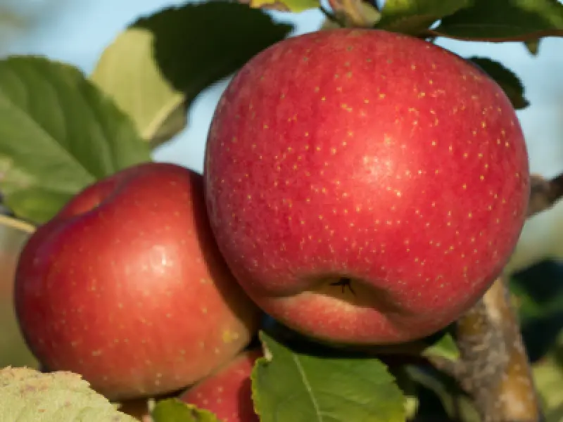 EverCrisp apples