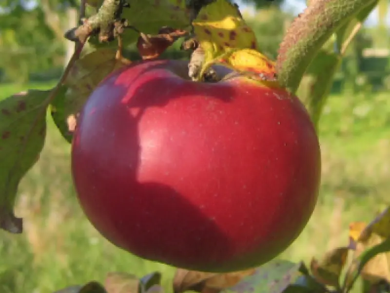 Macoun apples