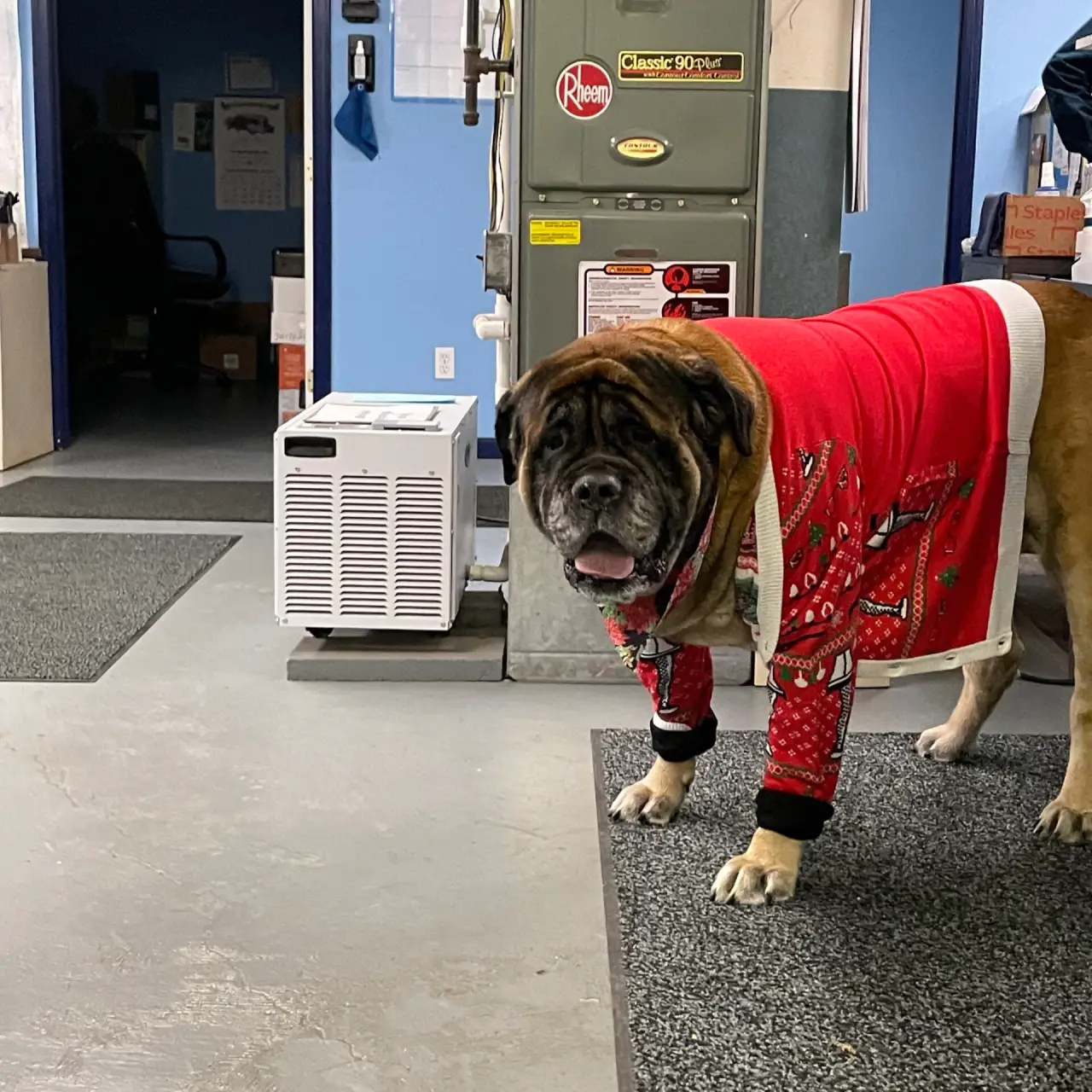 Odie the dog wearing pajamas beside HVAC equipment.