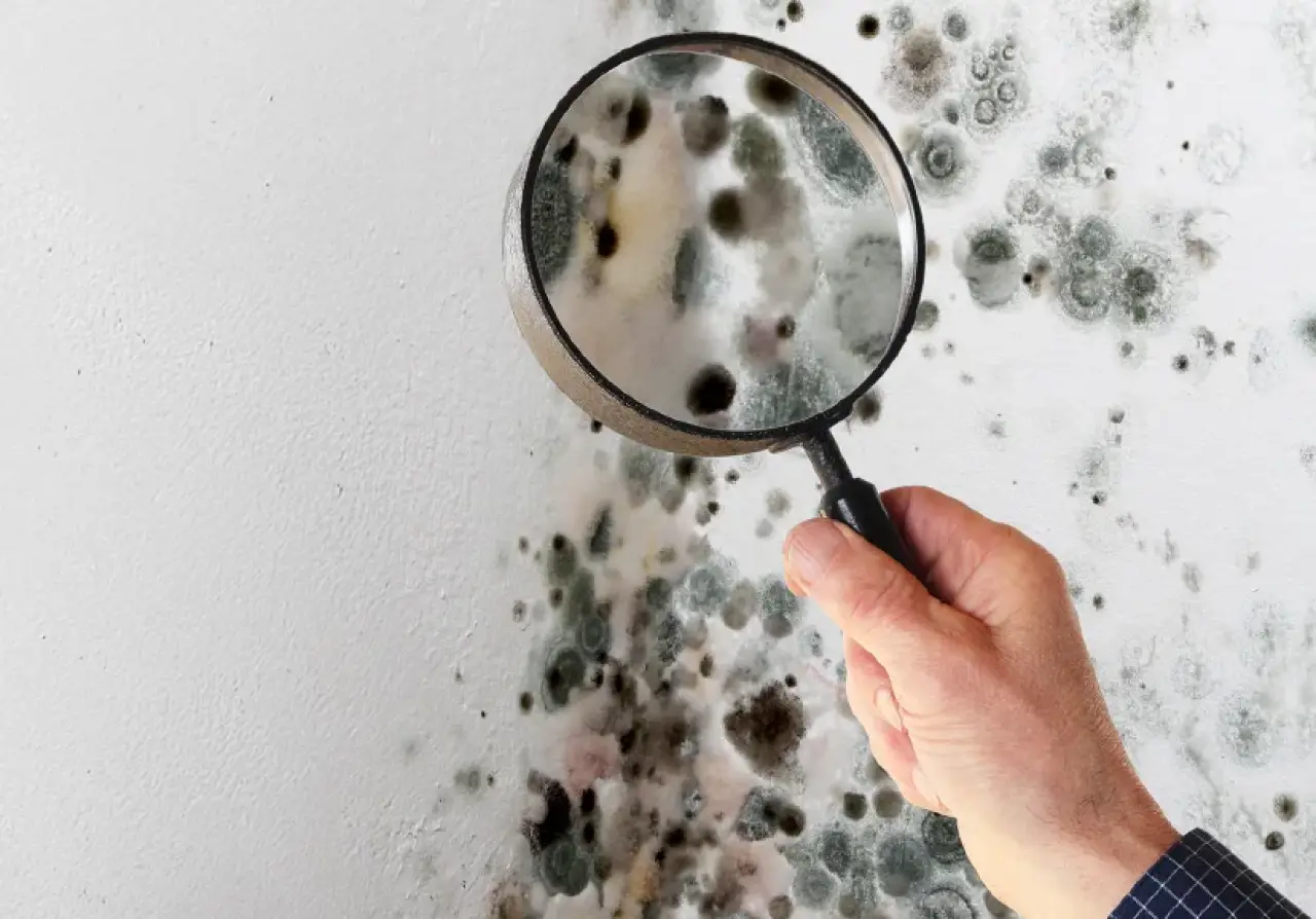 A magnifying glass inspecting mold growing on a wall.