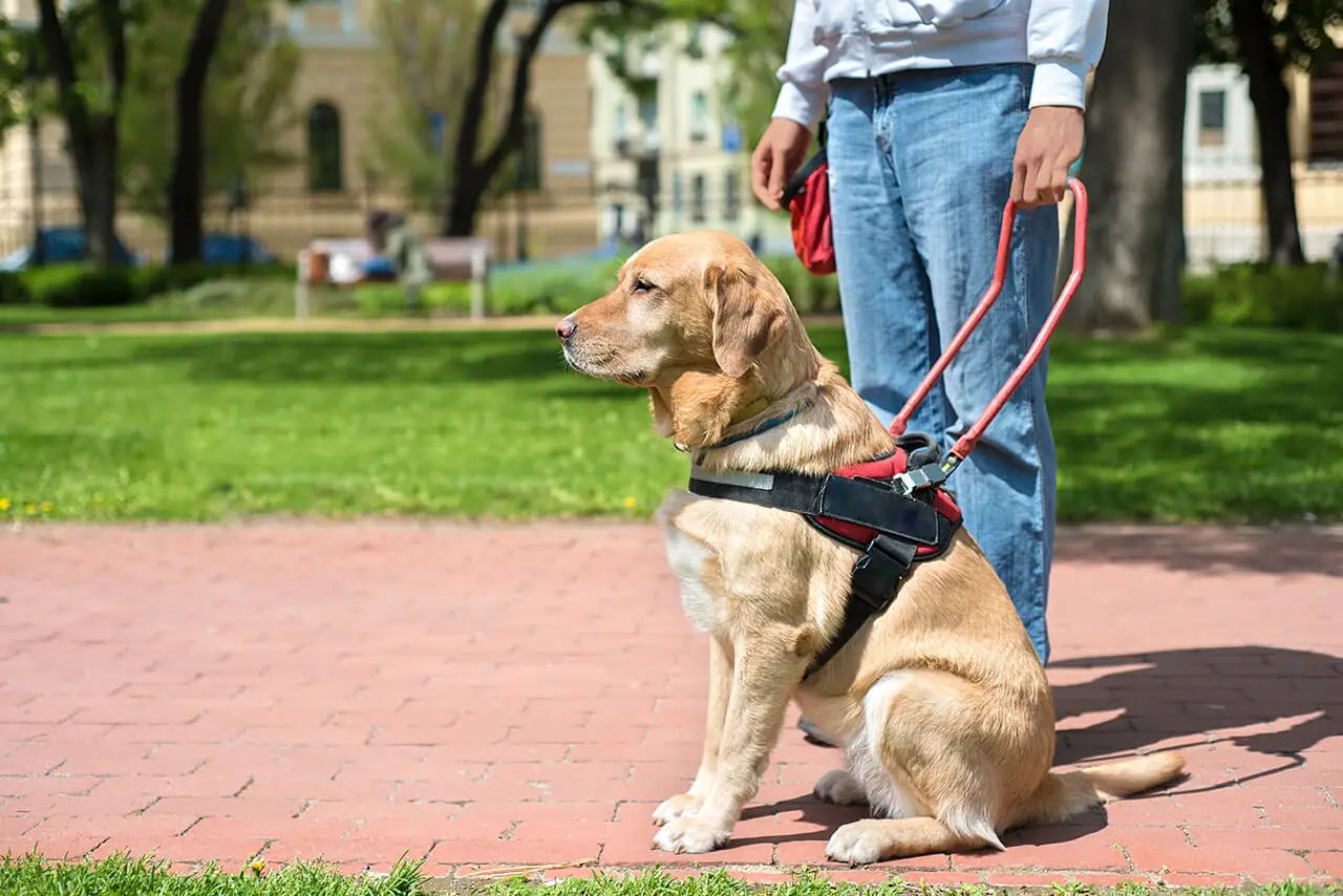 Can Fido Live Here? A Landlord’s Guide to Assistance Animals