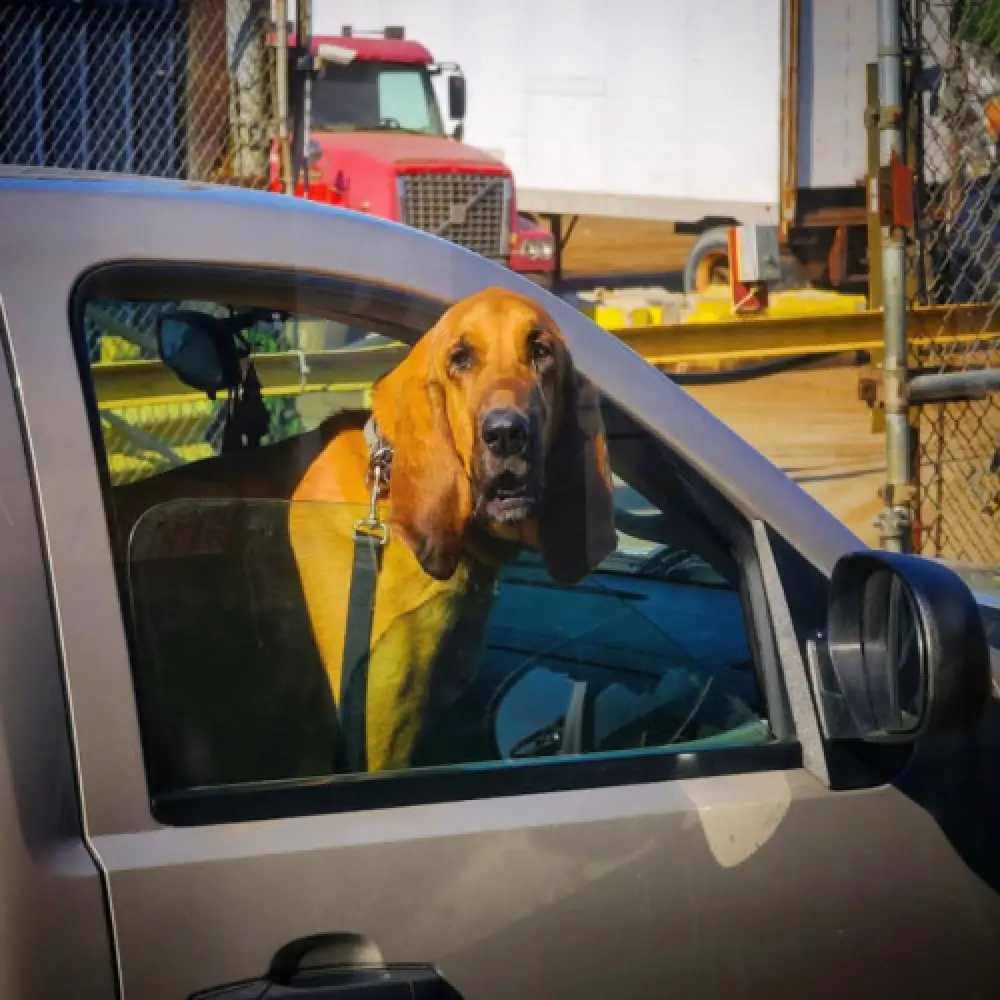 dog in car
