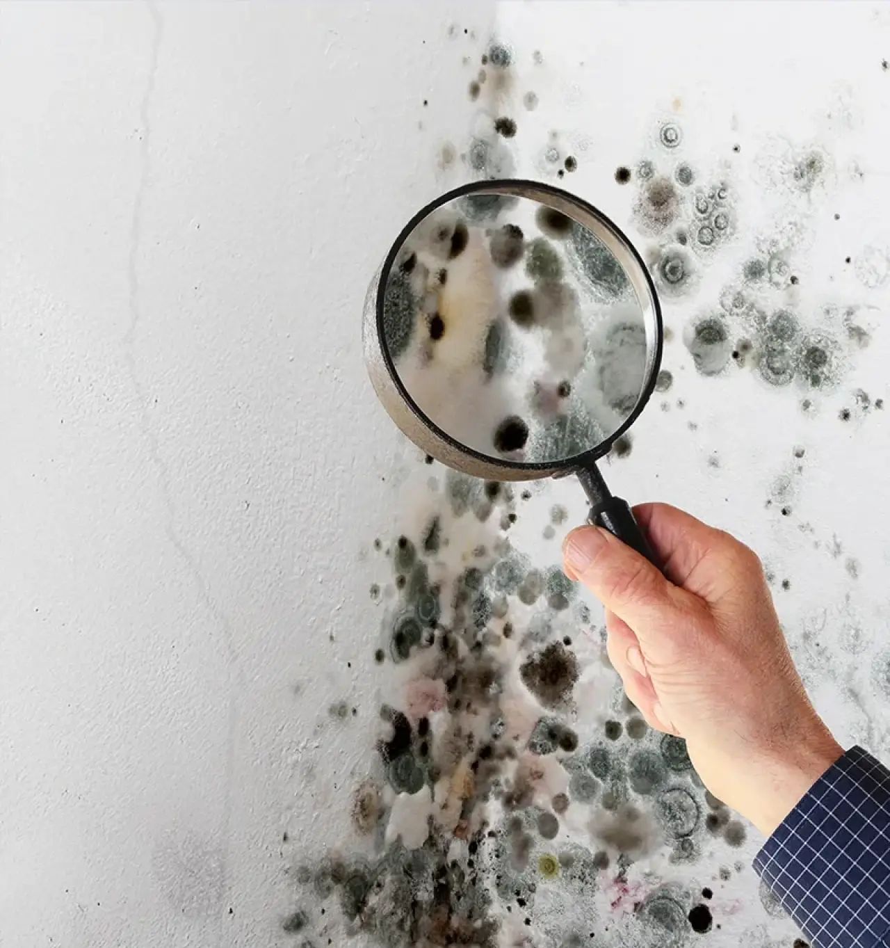 A hand holds a magnifying glass over black mold spots growing on a white wall.