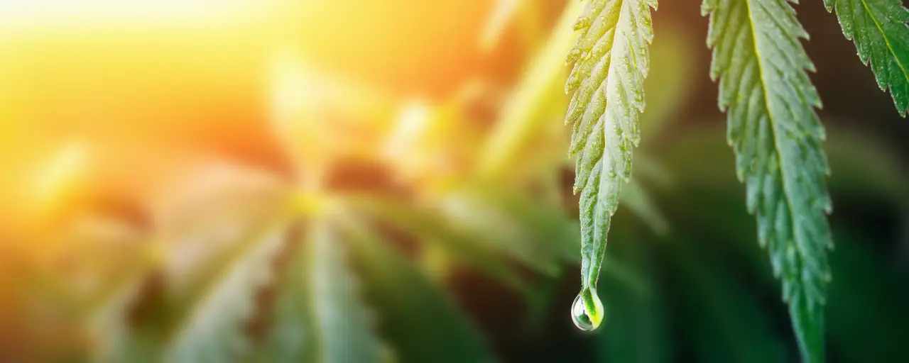 Dew-covered hemp leaves in warm sunlight.