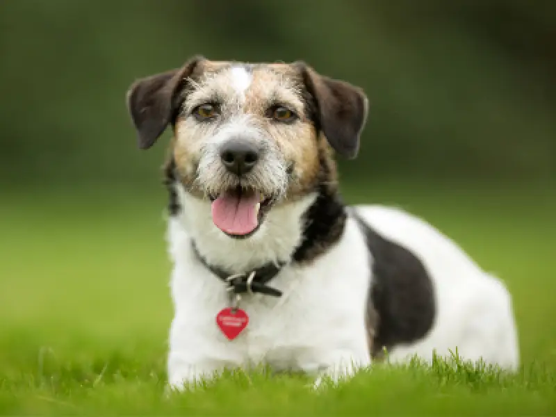 dog playing in treated lawn after flea control service