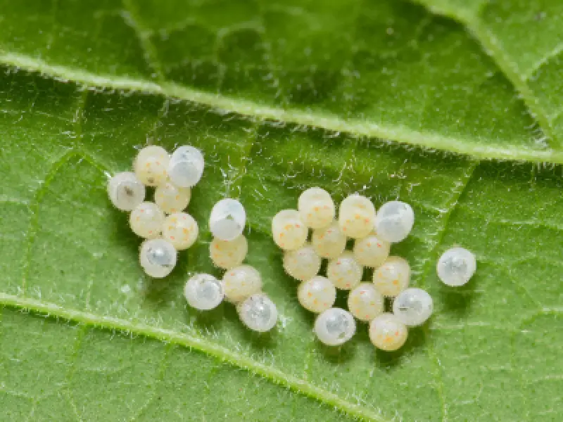 insect eggs on a leaf