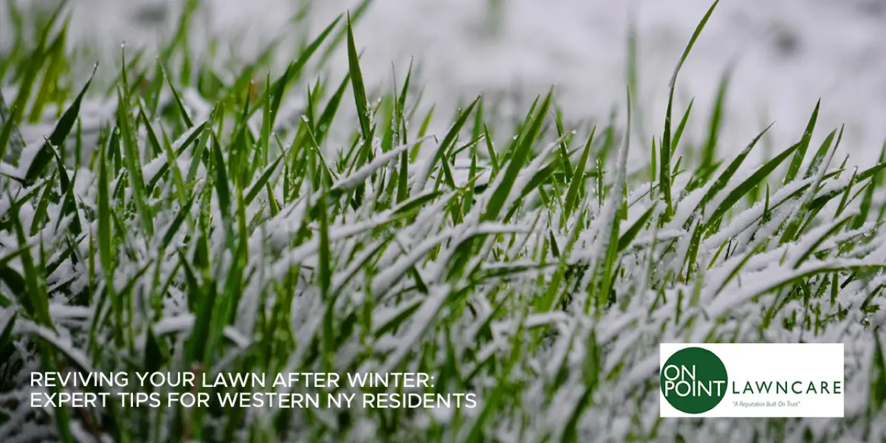 Reviving Your Lawn After Winter: Expert Tips for Western NY Residents