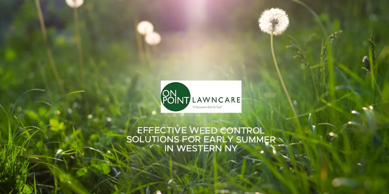 Effective Weed Control Solutions for Early Summer in Western NY