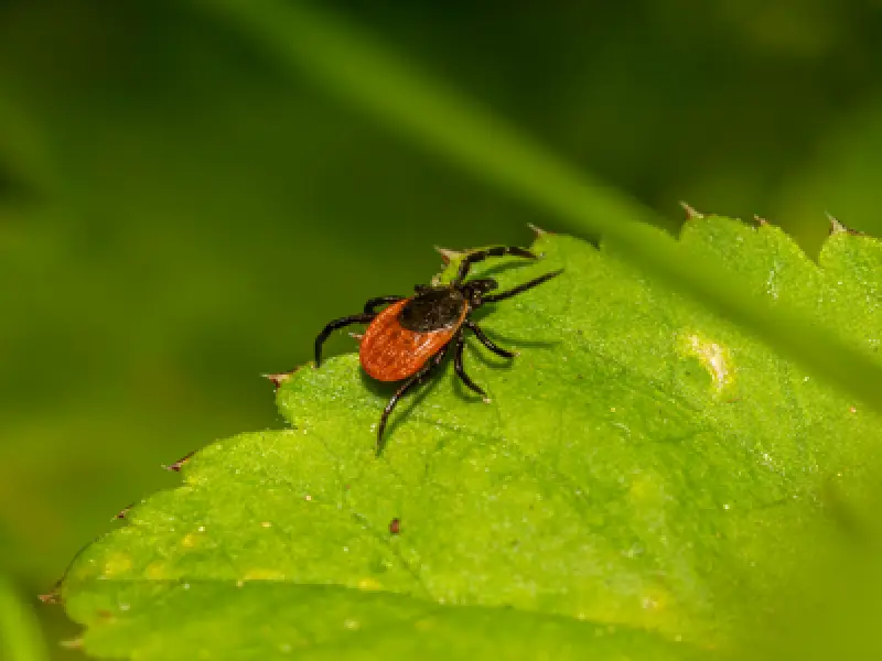 tick on leaf representing yard tick control service