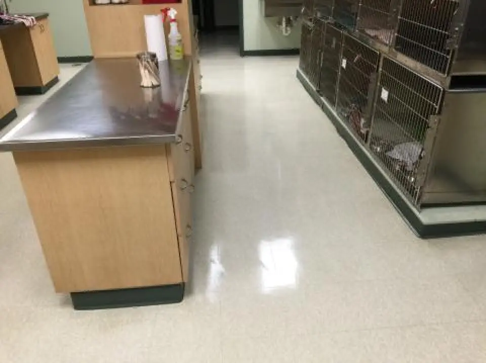 professionally cleaned animal hospital