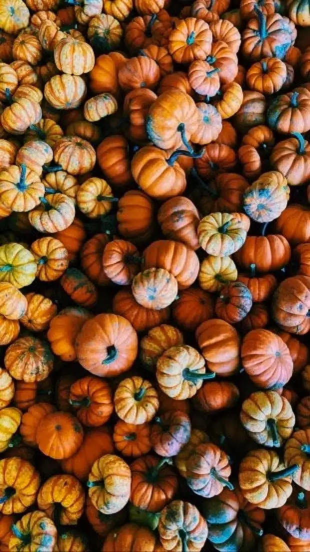 fall photo at powers farm market