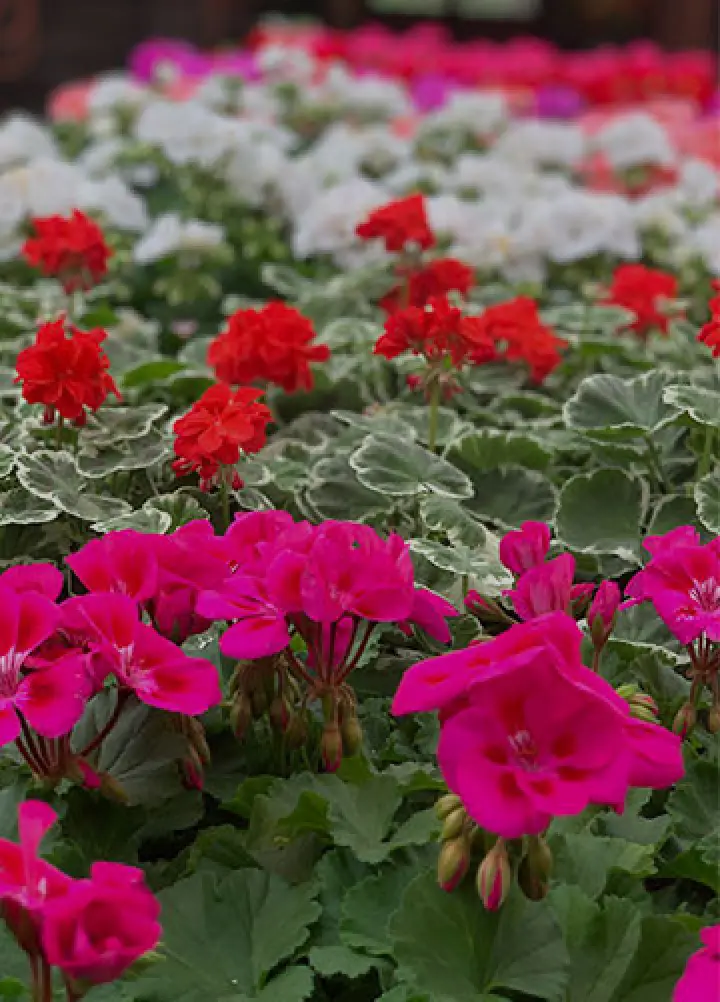 spring photo at powers farm market
