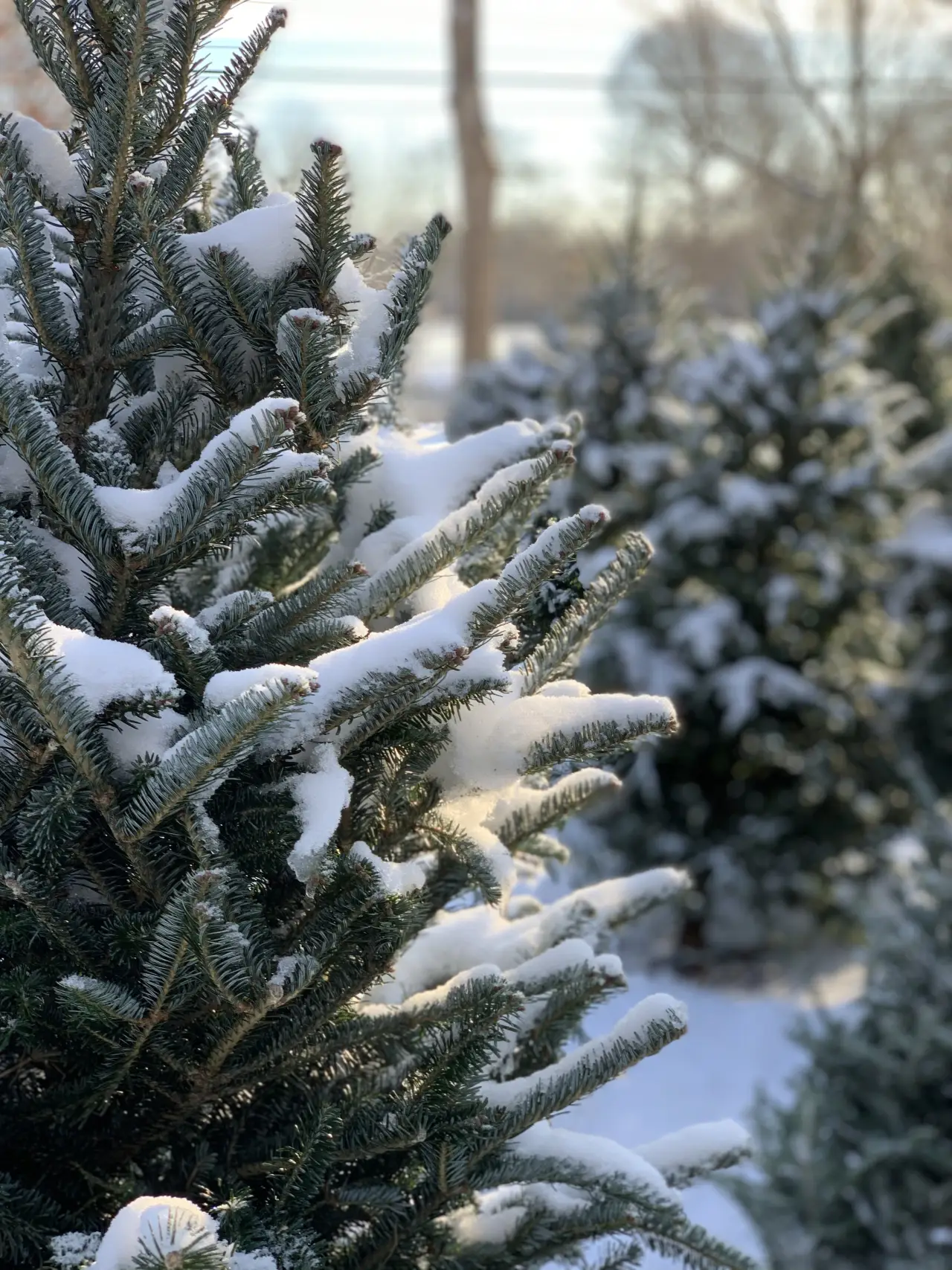 winter photo at powers farm market