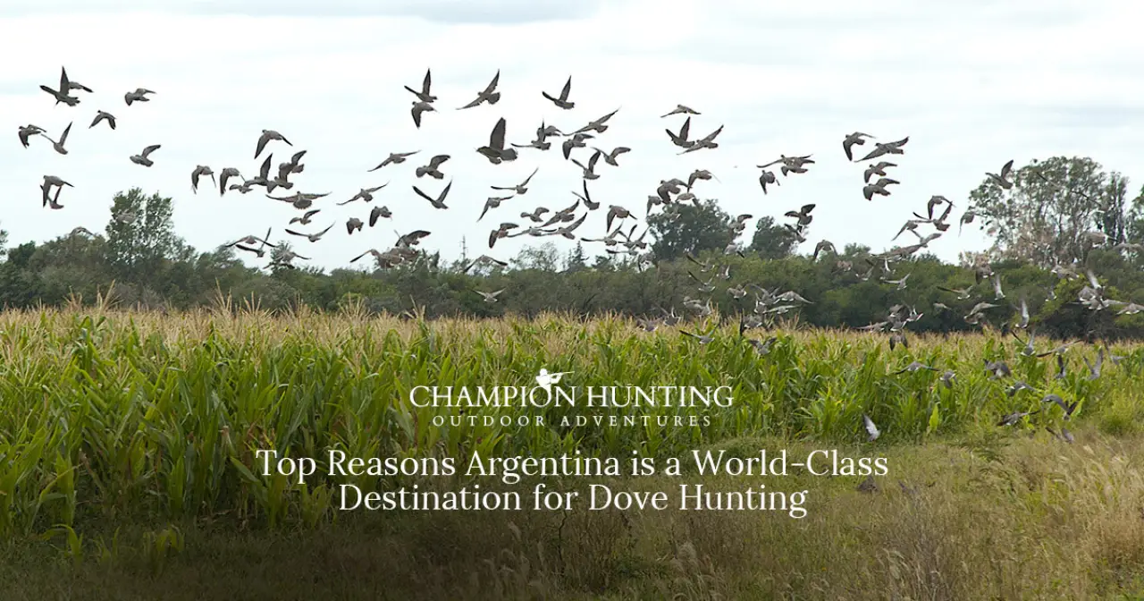 Top Reasons Argentina is a World-Class Destination for Dove Hunting