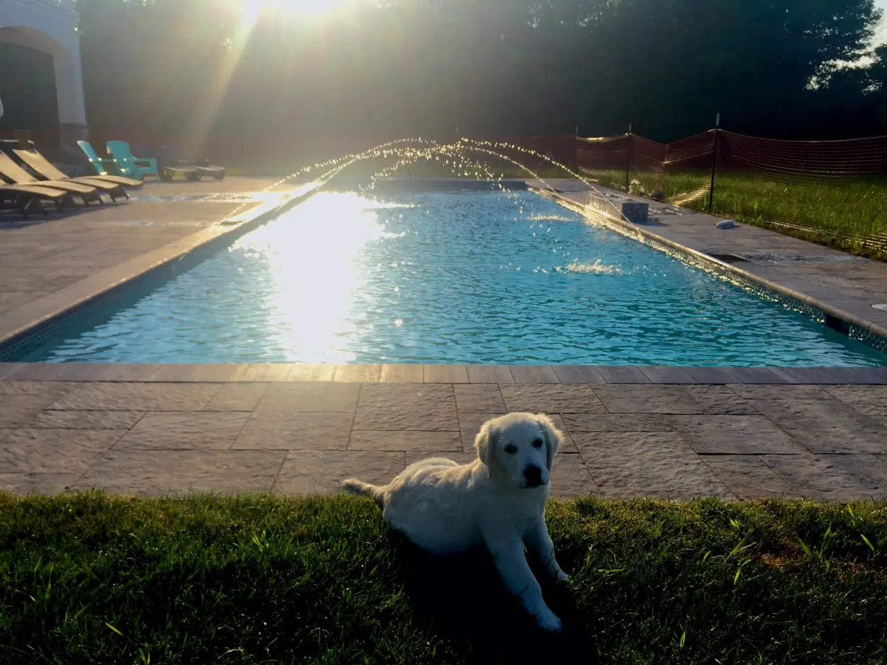 puppy lying by pool with water jets