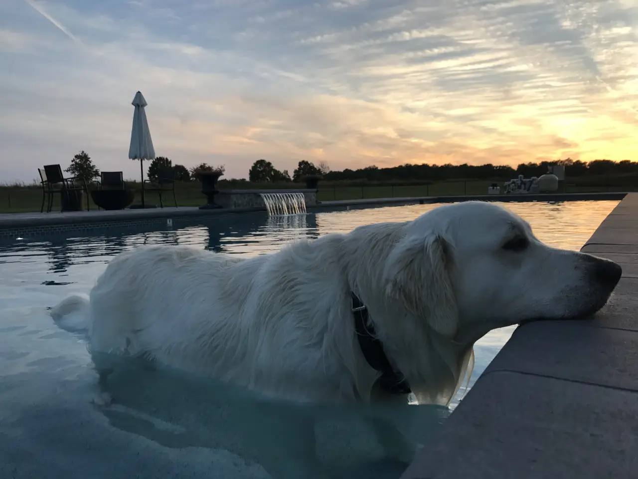 golden retriever resting its head on pool edge