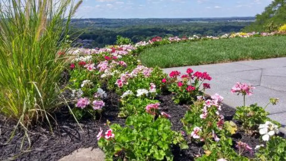 flowers in a mulch bed overlooking a beautiful view