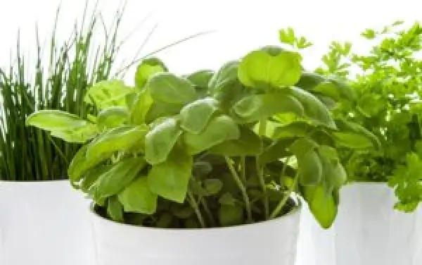 potted chives, basil, and parsley