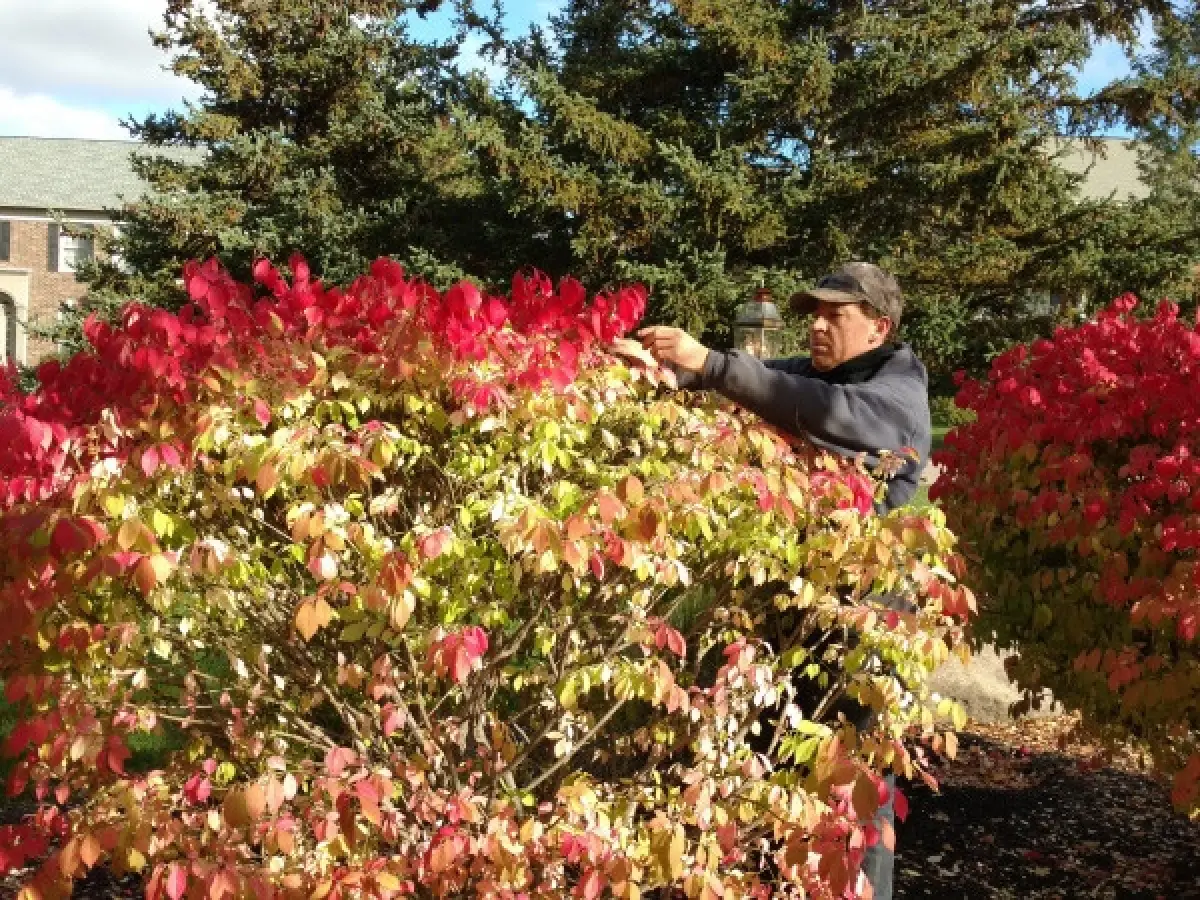 man trimming leaves on a bush with red leaves in autumn