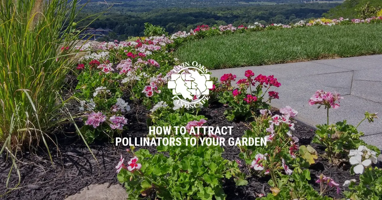 How to Attract Pollinators to Your Garden