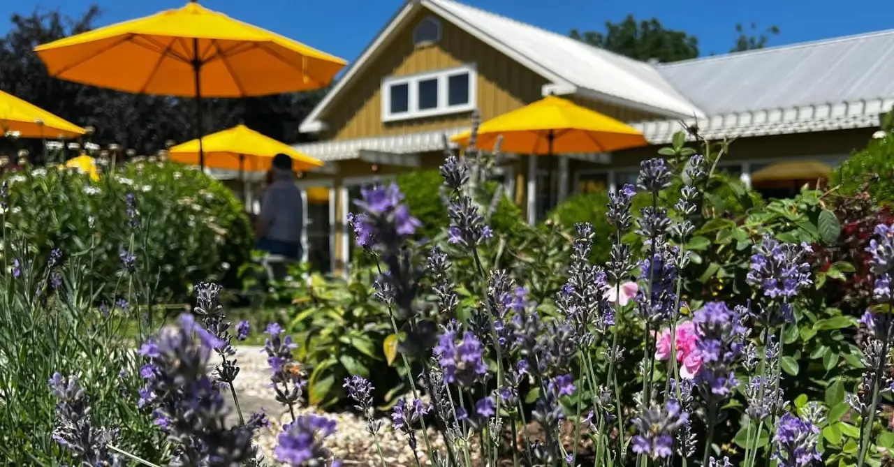 Yellow umbrellas and flower beds outside the Sheldrake Point tasting room