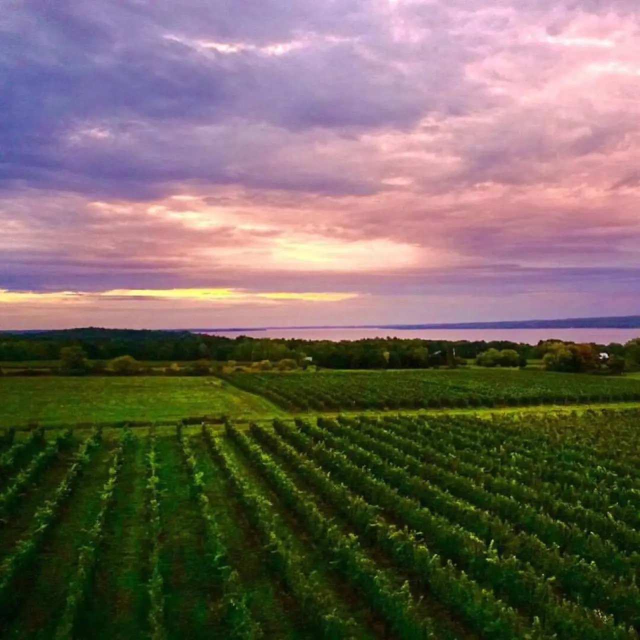Sunset over the Hosmer vineyard rows under a pink and purple sky