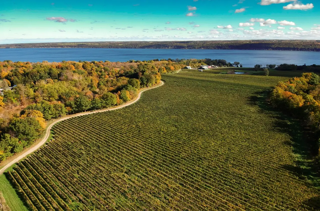 An aerial view of the Sheldrake Point vineyards running down to Cayuga Lake