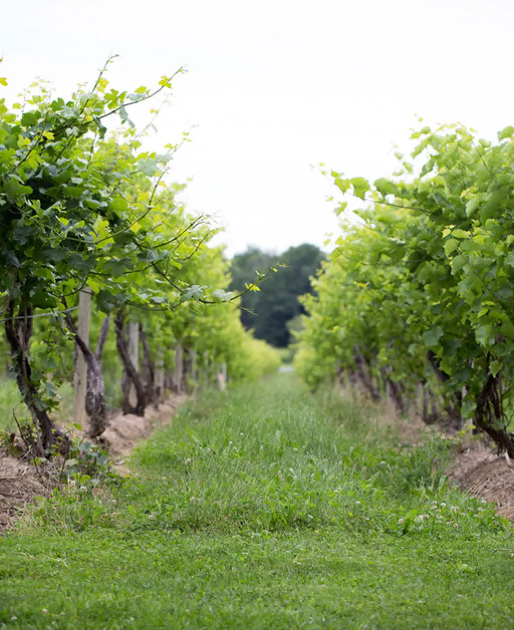 vineyard with lush green grapevines forming parallel rows under a cloudy sky