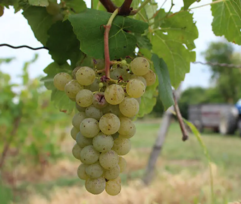cluster of green grapes hanging from a vine, with a blurred vineyard background
