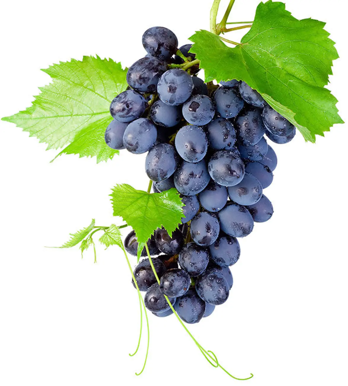 bunch of dark purple grapes with two green leaves on a white background